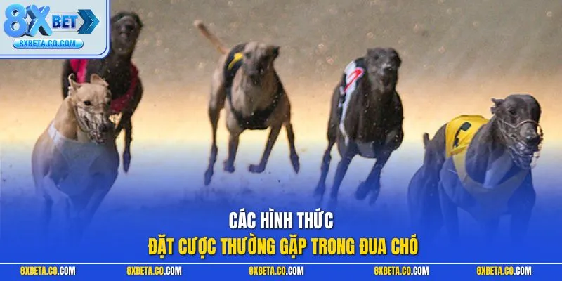 Các hình thức đặt cược thường gặp trong đua chó